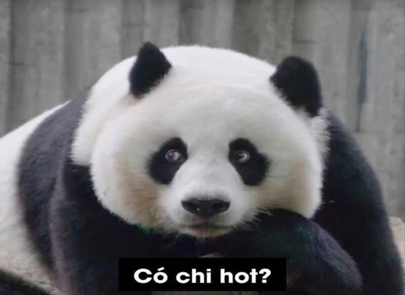 Minh họa các lý do khiến meme gấu trúc trở nên nổi tiếng toàn cầu với nhiều biểu cảm