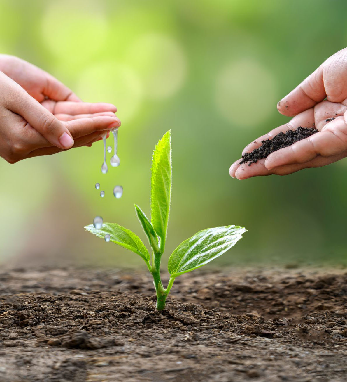 Bàn tay nâng niu mầm xanh trên mặt đất khô cằn thể hiện hy vọng phục hồi thiên nhiên