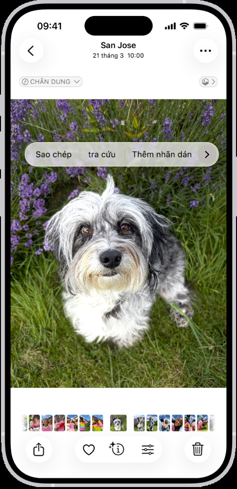 Màn hình ứng dụng Ảnh trên iPhone hiển thị hình ảnh một chú chó đã được chọn, với tùy chọn 'Thêm nhãn dán' hiện lên.