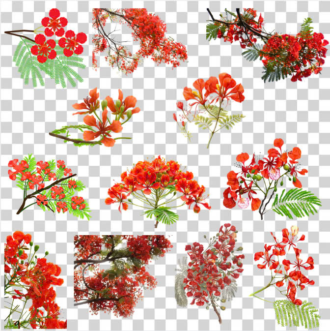 Cành hoa phượng vector tươi mới, rực rỡ