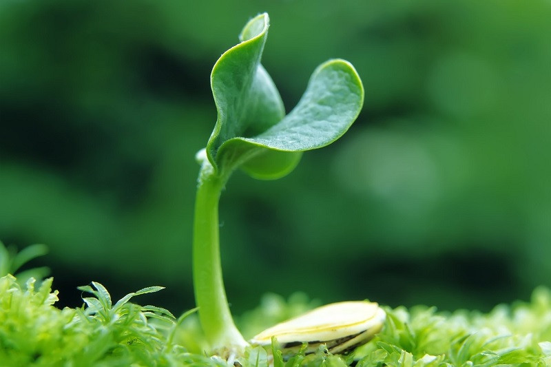 Những chiếc lá non xanh mướt đọng sương