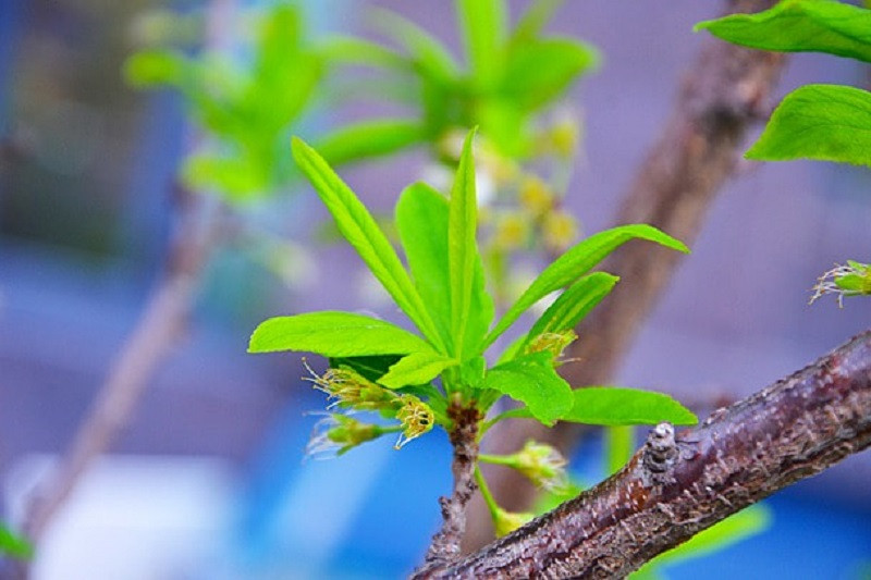Mầm cây nhỏ bé đang vươn lên từ đất