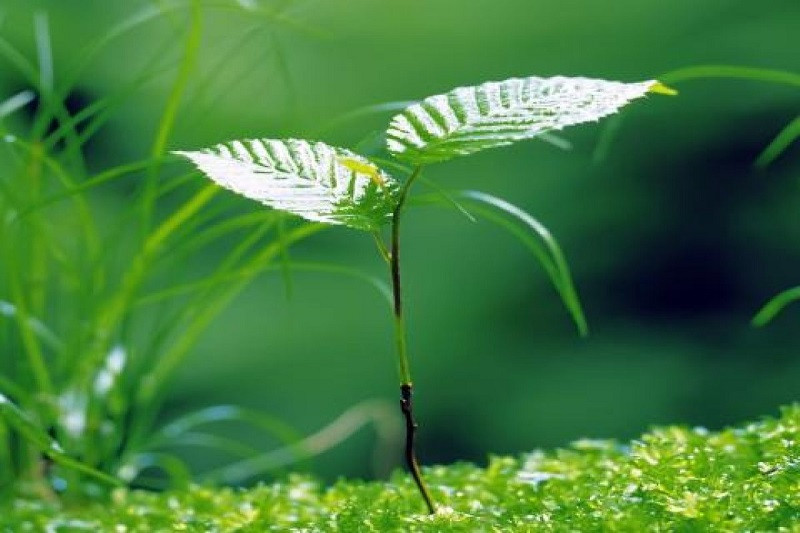 Những mầm cây xanh tươi vươn lên