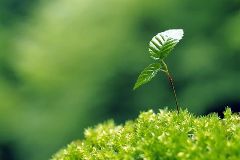 Lá cây mới nhú với những giọt sương