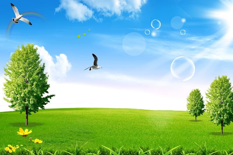 Con đường xuyên qua rừng cây xanh rì