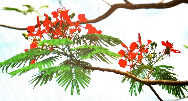 Cành hoa phượng vĩ đỏ rực rỡ tượng trưng cho mùa hè sôi động