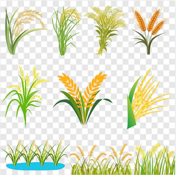 biểu tượng bông lúa vector