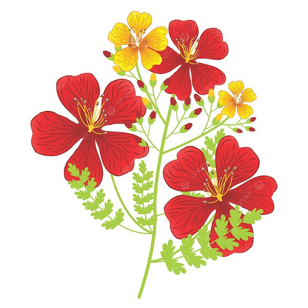 Chi tiết bông hoa phượng đơn sắc với cánh hoa đỏ tươi