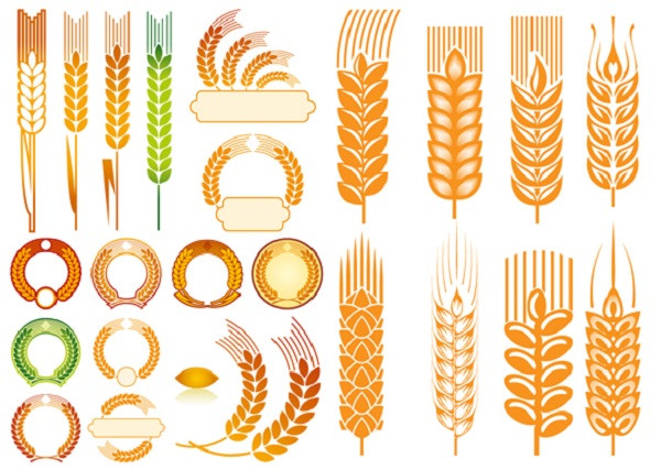 bông lúa vector png