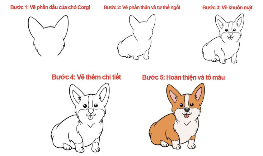 Vẽ chú chó Corgi dễ thương với đôi tai vểnh