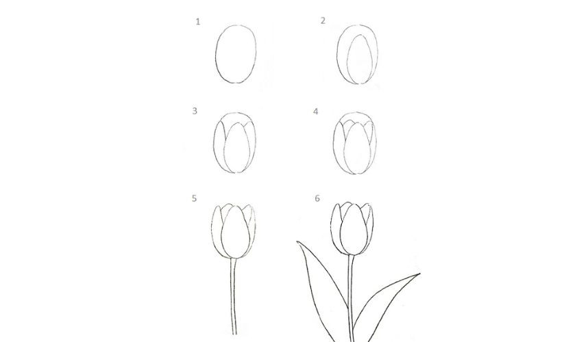 Minh họa các bước vẽ hoa tulip cơ bản bằng bút chì