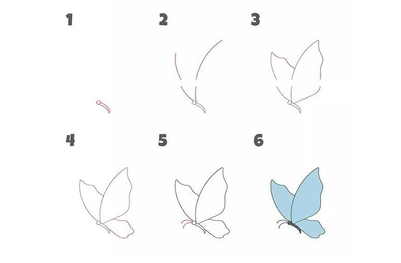 Minh họa cách vẽ con bướm qua 6 bước dễ thực hiện