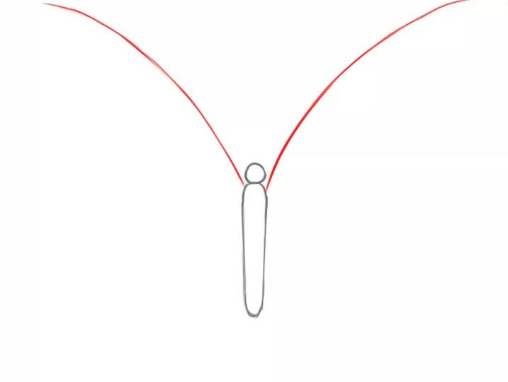 Phác thảo hai đường cong đối xứng tạo viền cánh trên cho bướm