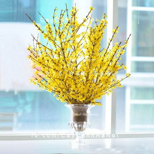 Cành mai Mỹ nở rực rỡ mang không khí Tết đến gần