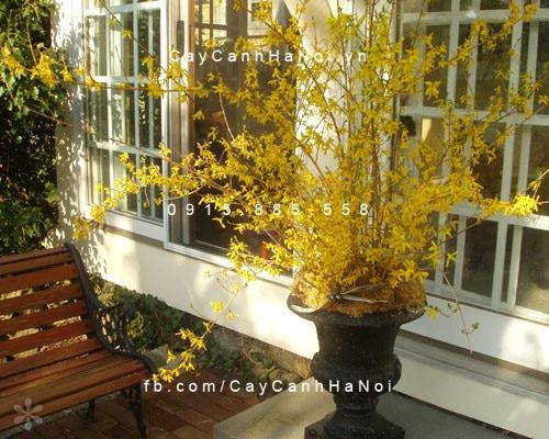 Không gian phòng khách sang trọng hơn với bình cành mai Mỹ