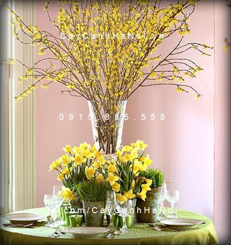 Vẻ đẹp thân quen nhưng đầy mới lạ của cành mai Mỹ nhập khẩu