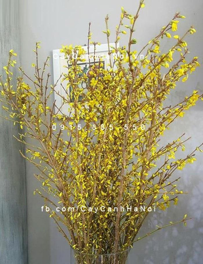 Những nụ hoa mai Mỹ nhỏ xinh bung nở sau khi được cắm nước