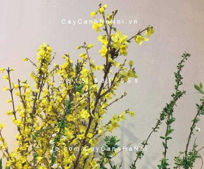 Chăm sóc cành mai Mỹ đúng cách để hoa tươi lâu dịp Tết