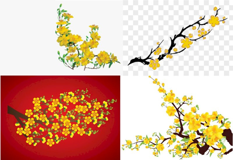 Cành mai vàng rực rỡ tượng trưng cho sự thịnh vượng ngày Tết
