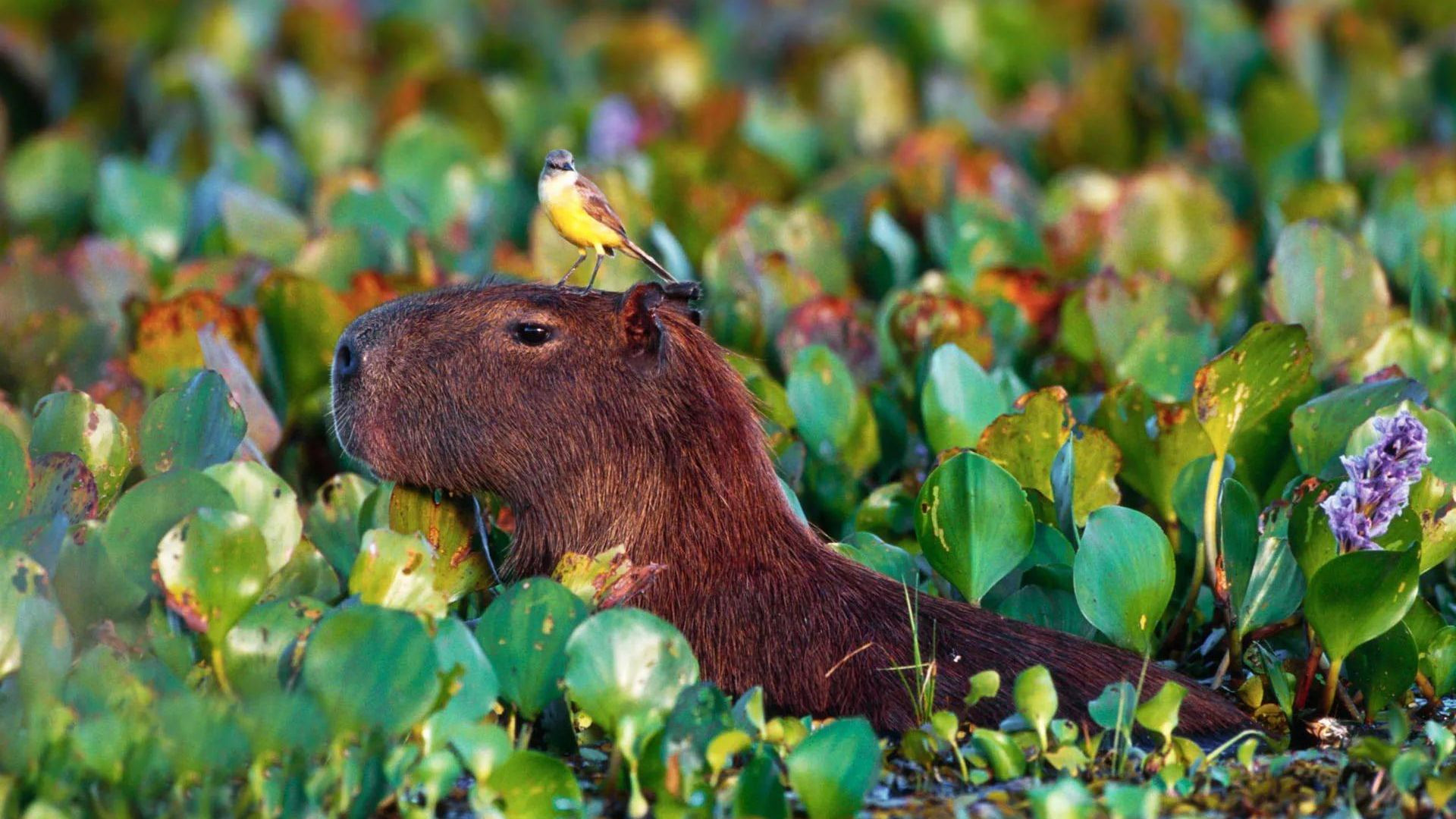 Capybara đang nằm thư giãn trong hồ lục bình xanh
