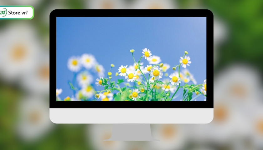 Hình nền hoa cúc 4K cho máy tính cực đẹp
