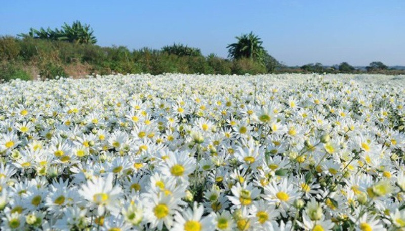 Hình nền hoa cúc trắng đẹp