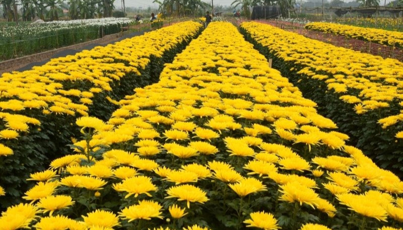 Hình nền hoa cúc vàng
