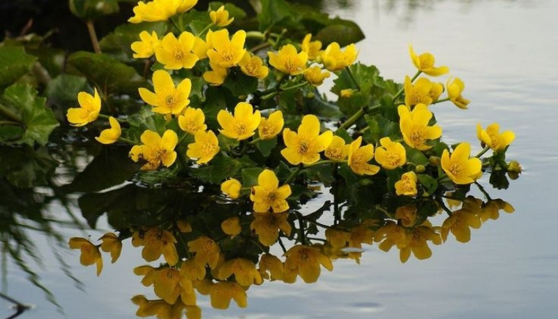 Hình nền hoa cúc vàng