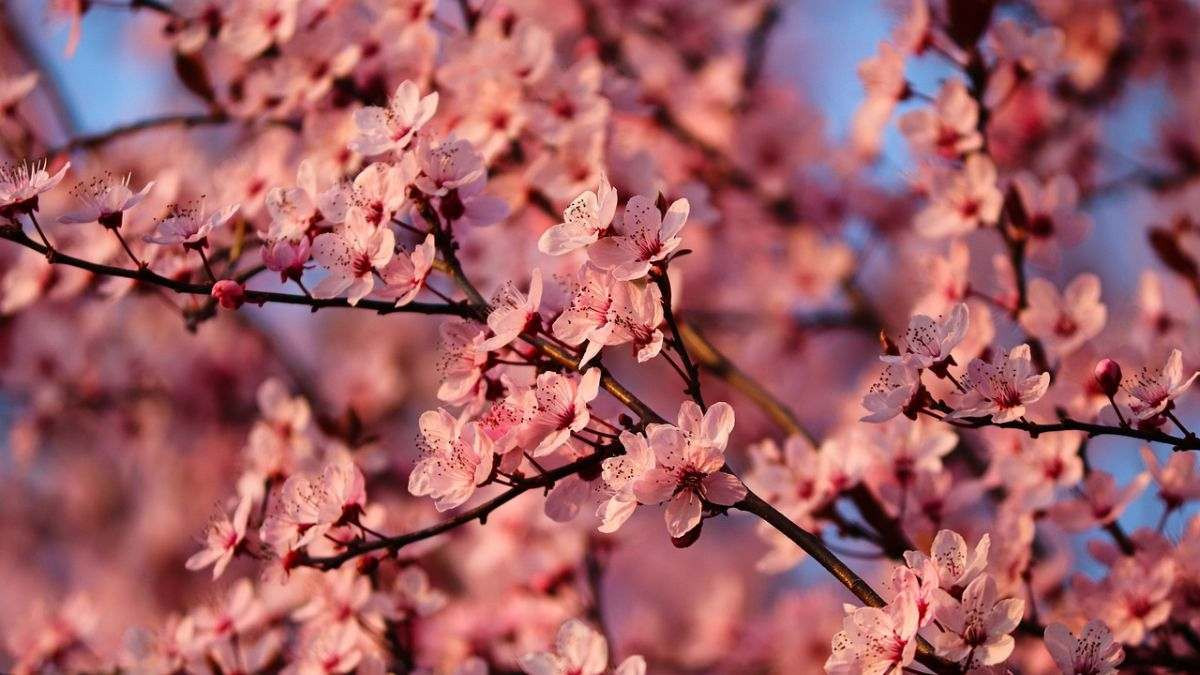 Tổng thể một cây đào đang nở rộ hoa và nụ, báo hiệu xuân về