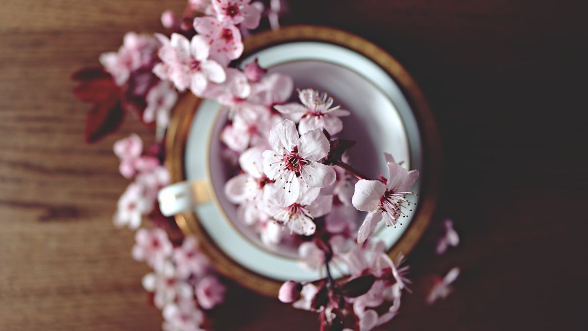 Khung cảnh hoa đào nở rộ bên mái nhà cổ kính ngày Tết