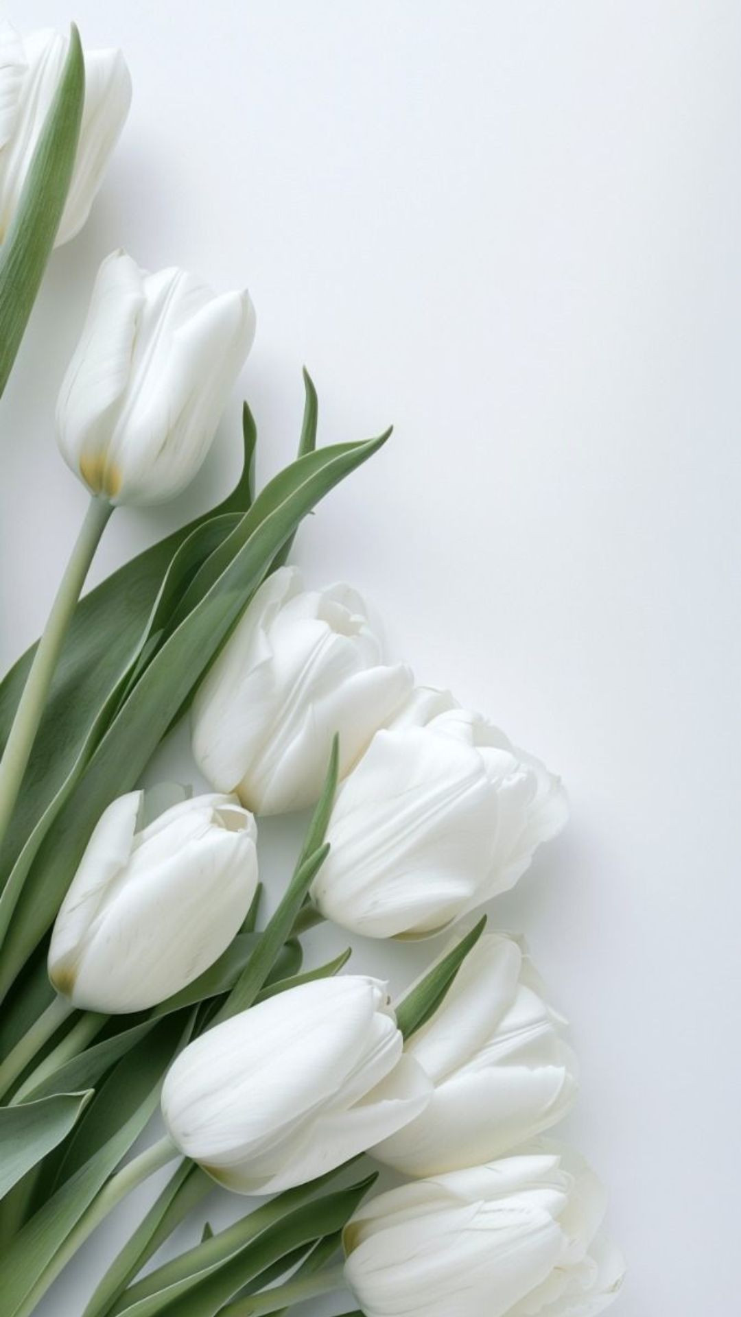 Hình nền hoa tulip trắng tinh khôi, cánh hoa nhẹ nhàng