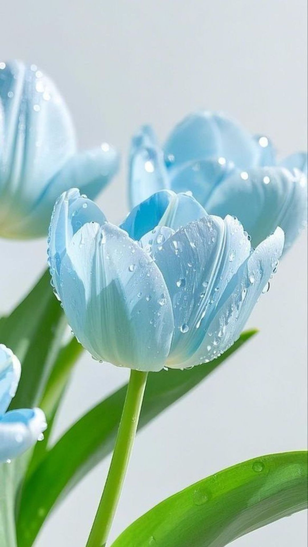 Tulip xanh ngát giữa thiên nhiên