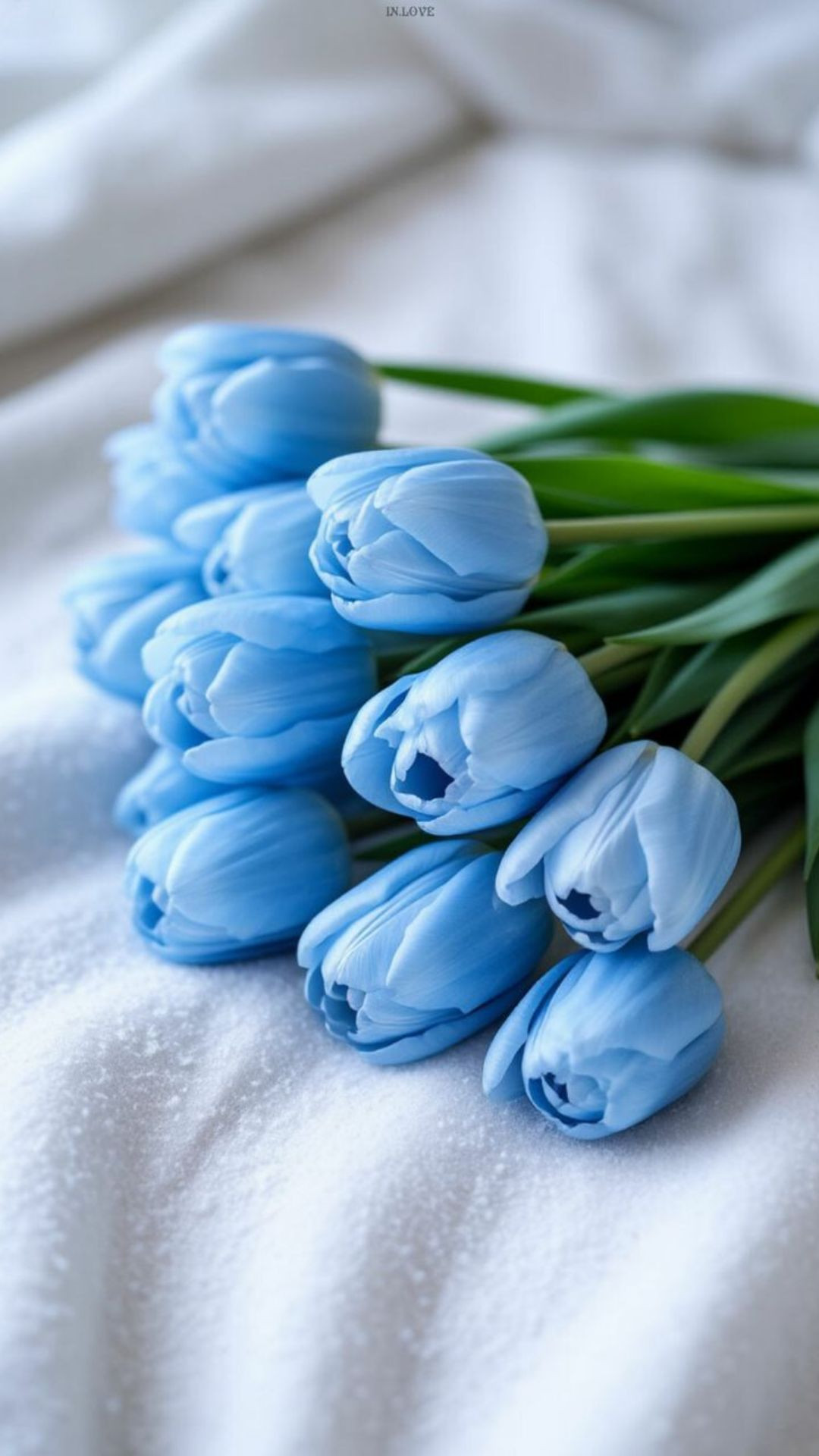 Tulip xanh dương pha trắng