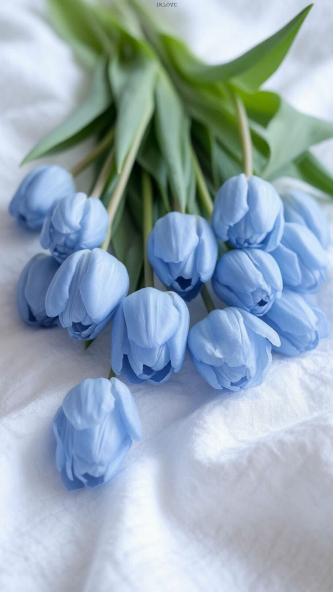 Tulip xanh ngắt dưới ánh mặt trời