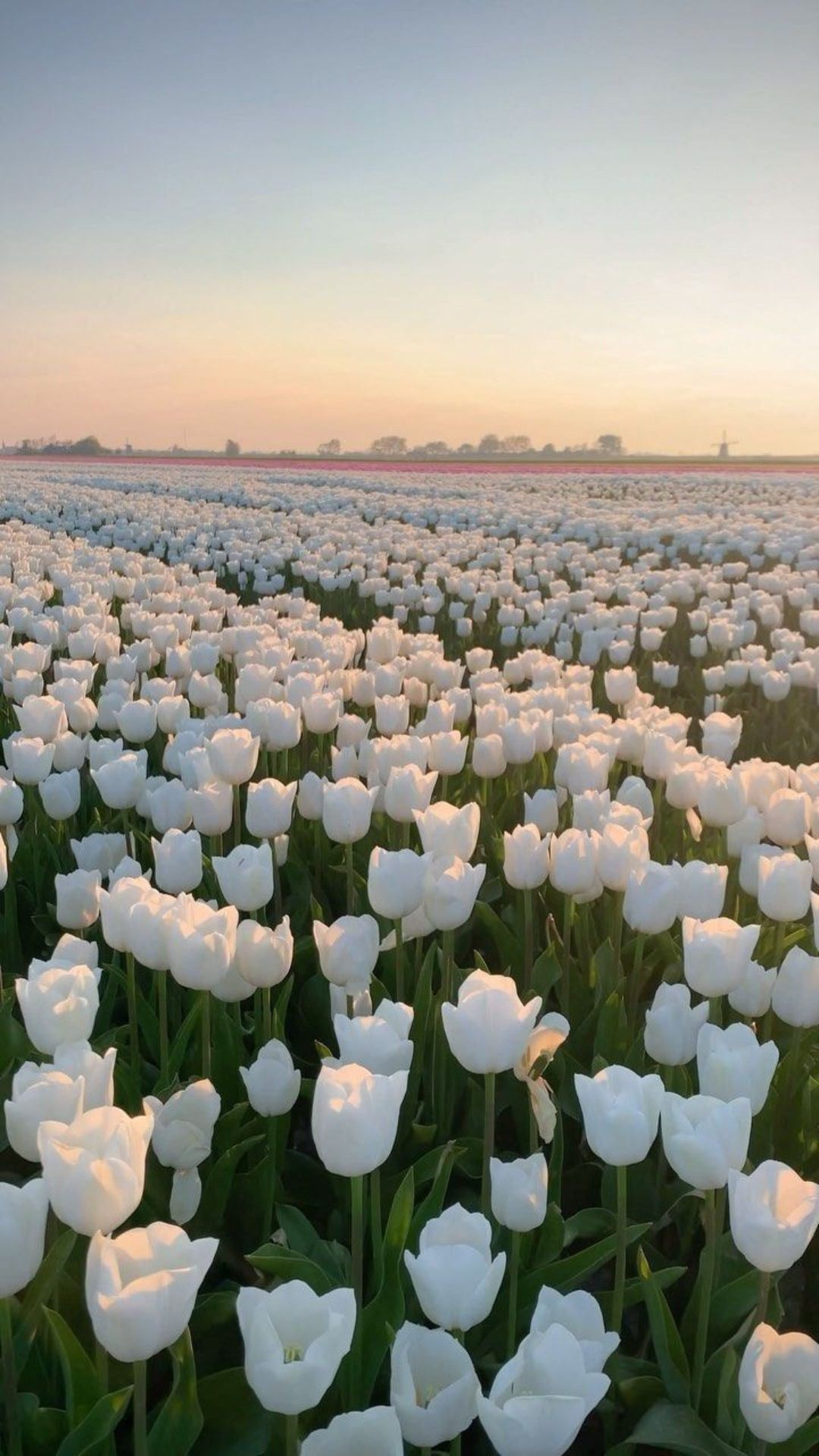 Hình nền hoa tulip trắng nở rộ dưới ánh nắng