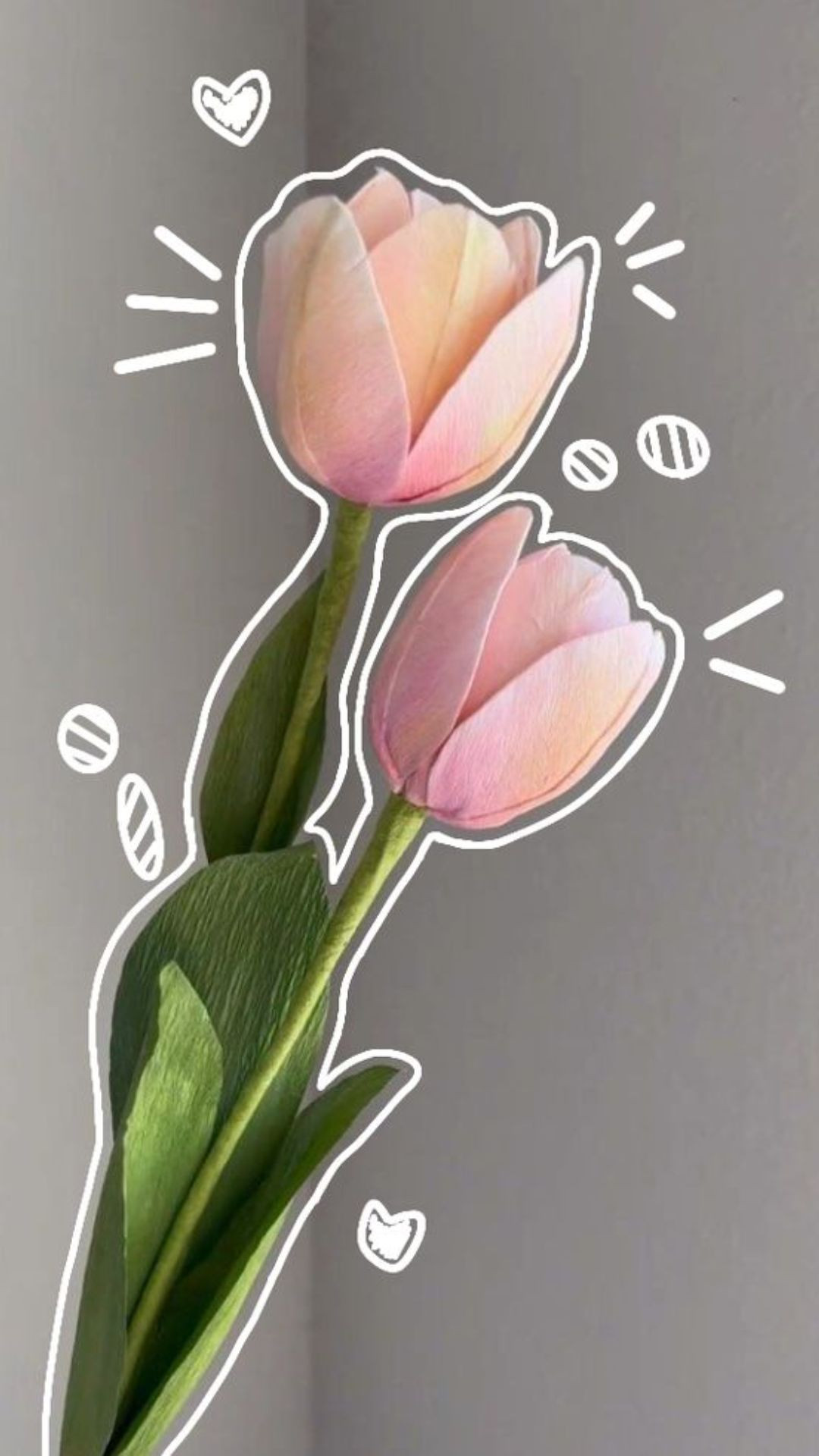 Tulip tươi cười chào ngày mới