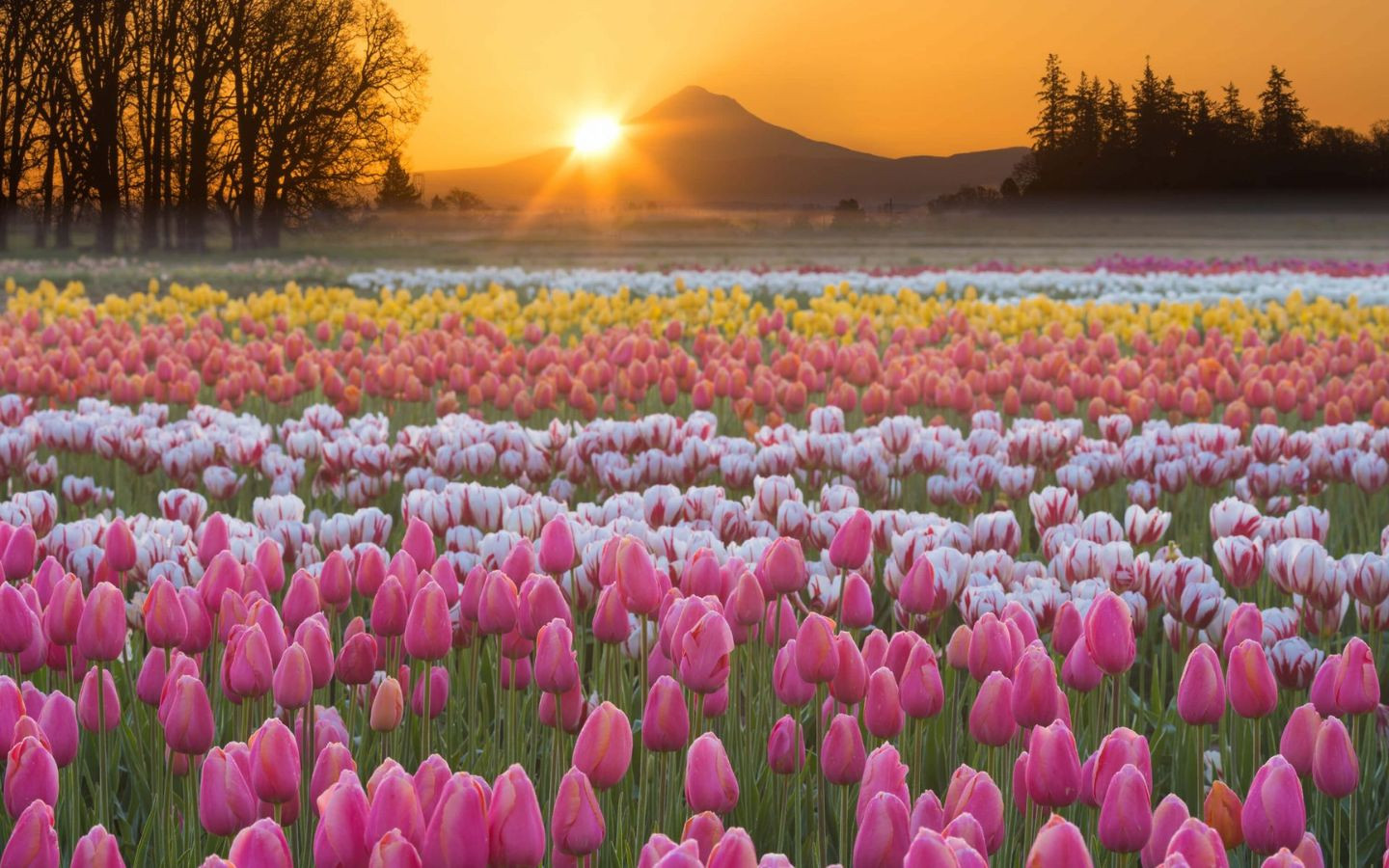 Hoa tulip trắng tinh khôi, vẻ đẹp trong trẻo