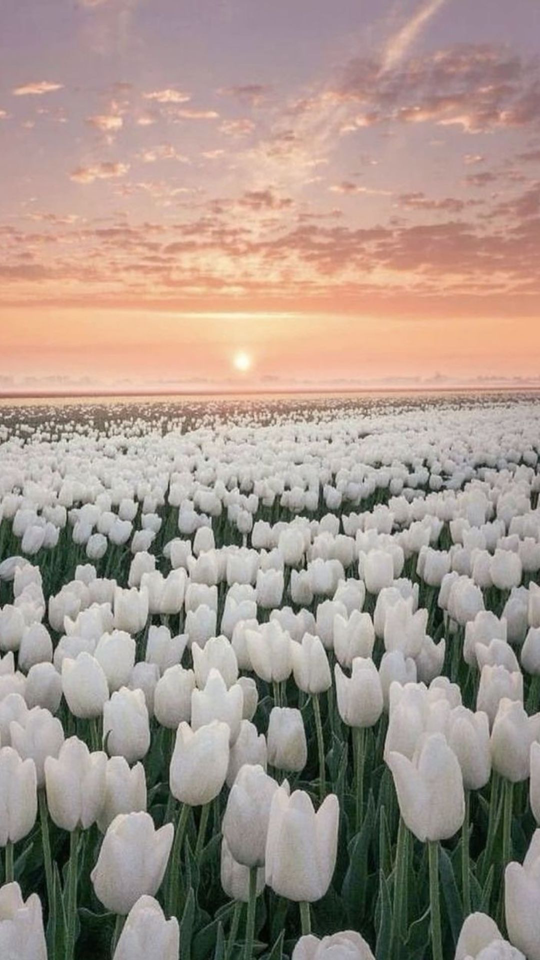Hình nền hoa tulip trắng đơn lẻ trên nền tối giản