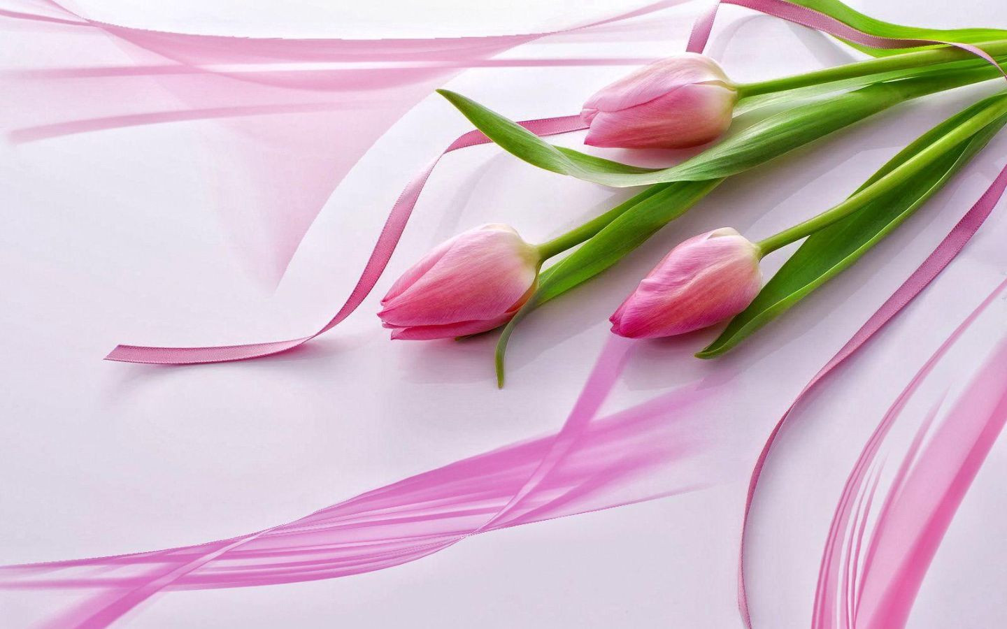 Tulip hồng dịu dàng cùng dải lụa