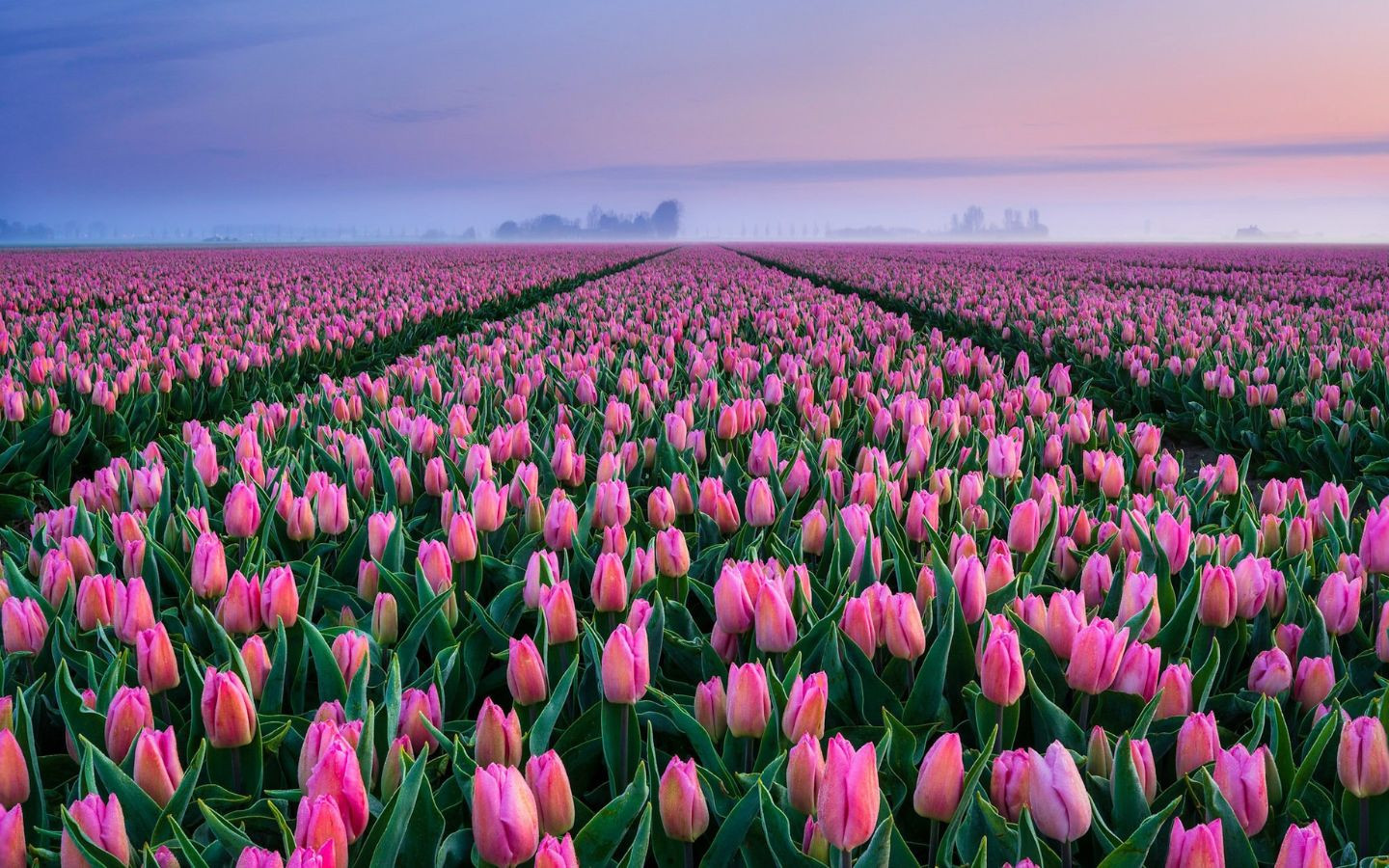 Cánh đồng tulip hồng mơ màng chiều