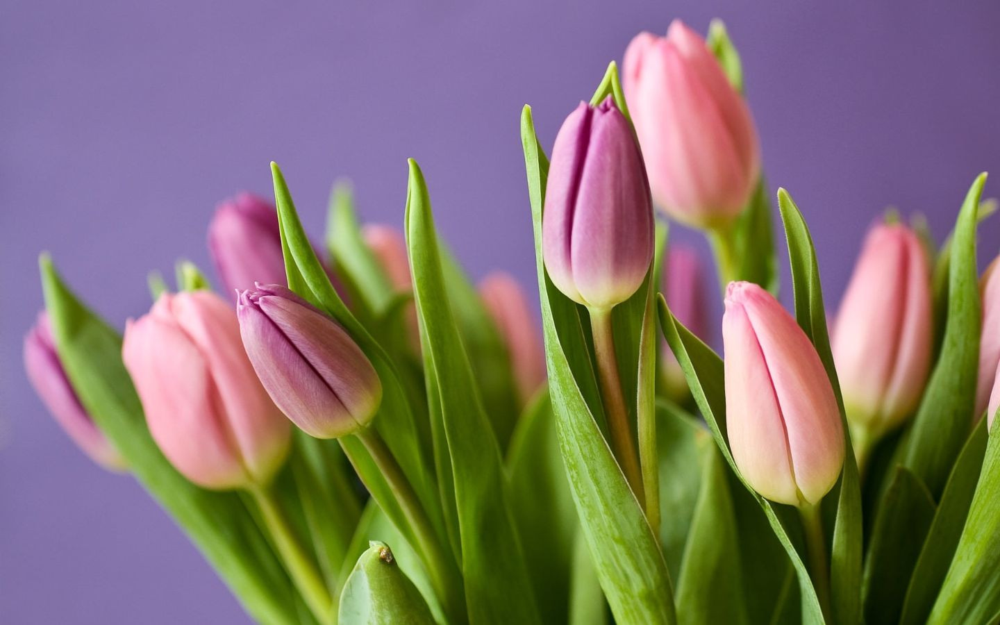 Bó tulip hồng tím nõn ảo diệu