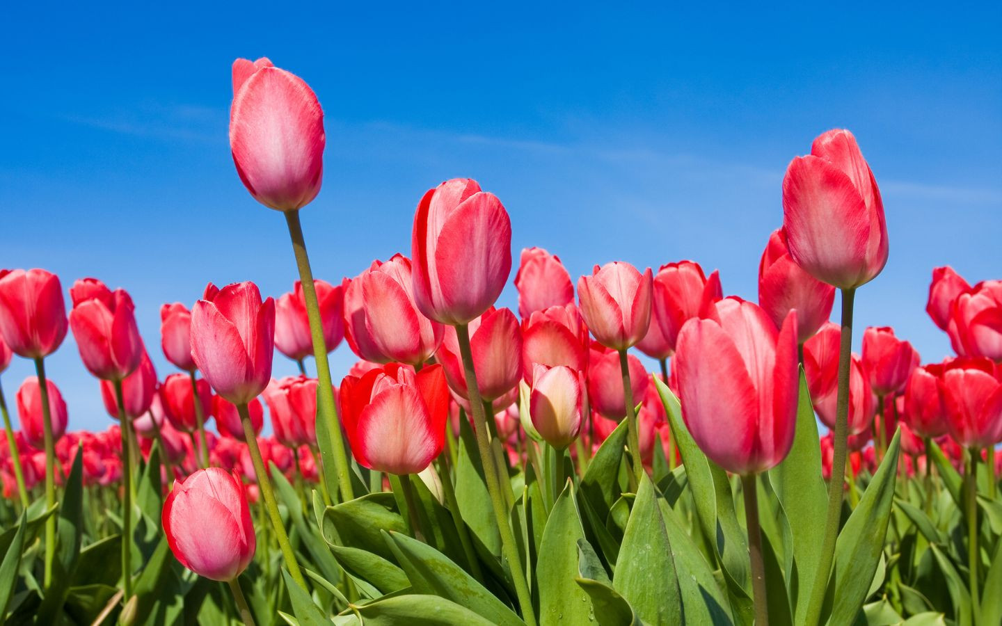 Tulip hồng tươi thắm dưới trời xanh