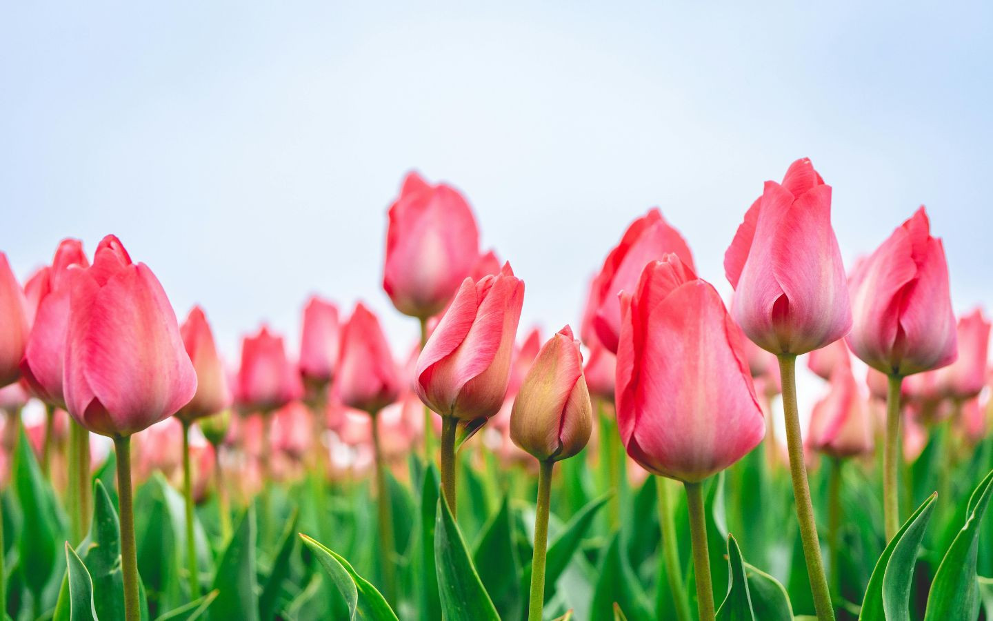 Hàng tulip hồng duyên dáng khoe sắc