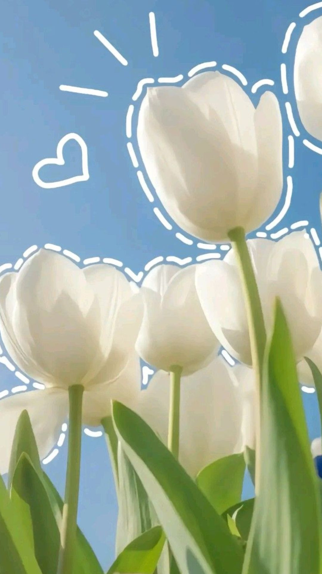 Hình nền hoa tulip trắng và giọt sương buổi sớm