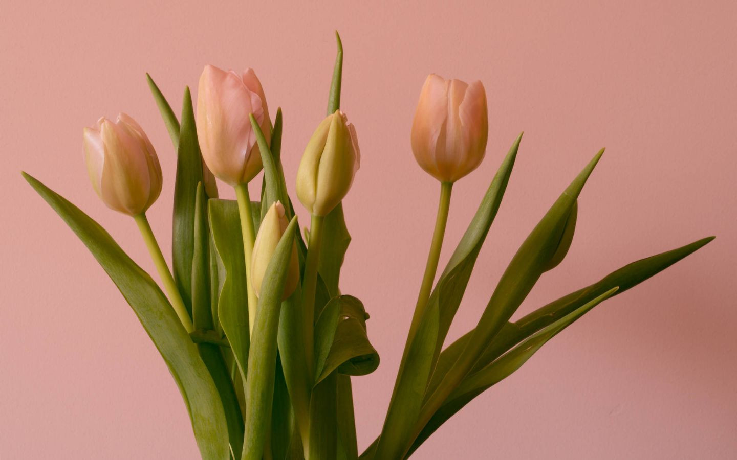 Tulip màu pastel khoe sắc dịu dàng