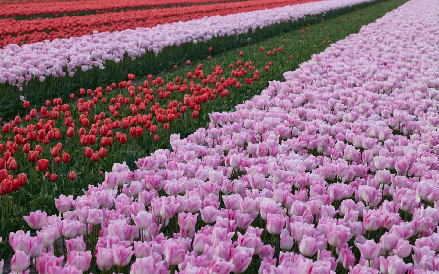 Cánh đồng tulip rực rỡ sắc màu
