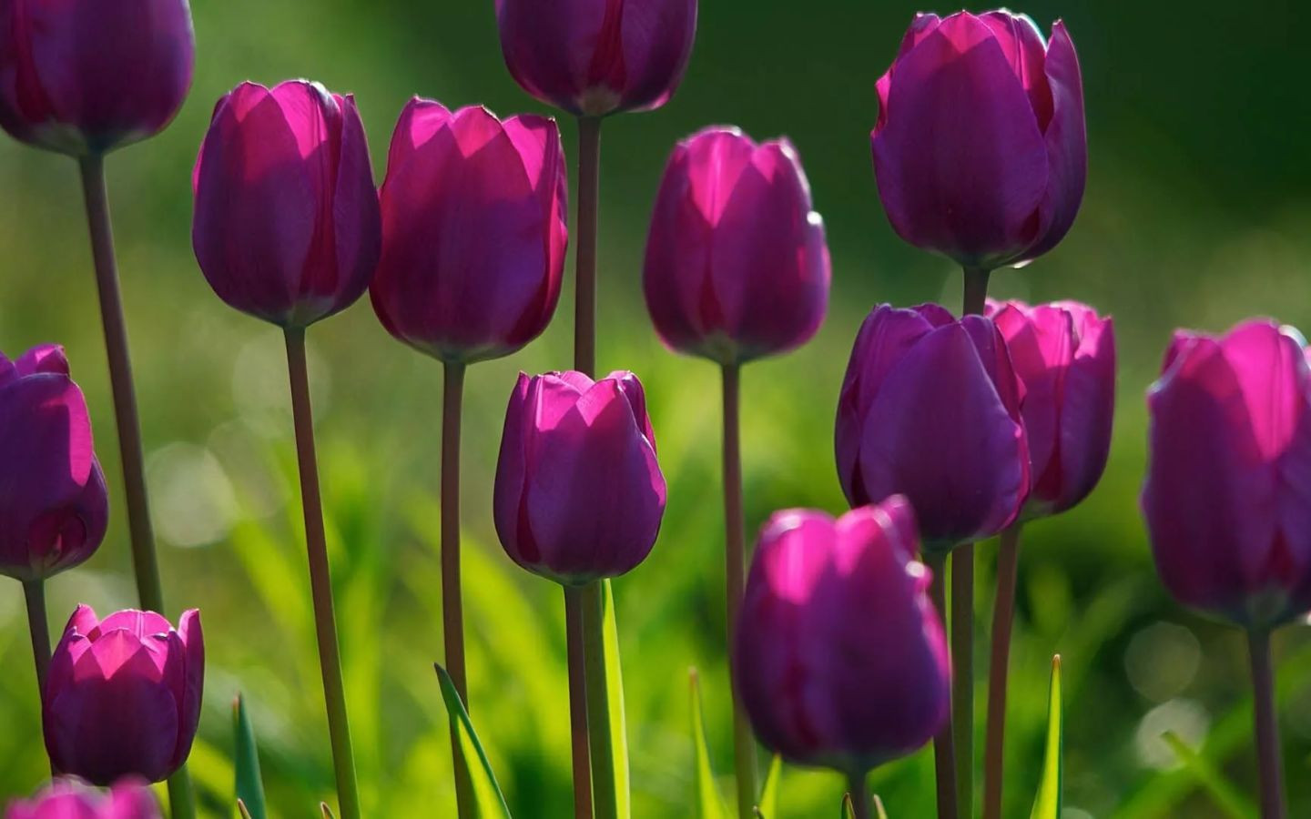 Tulip tím biếc, vẻ đẹp kiêu sa
