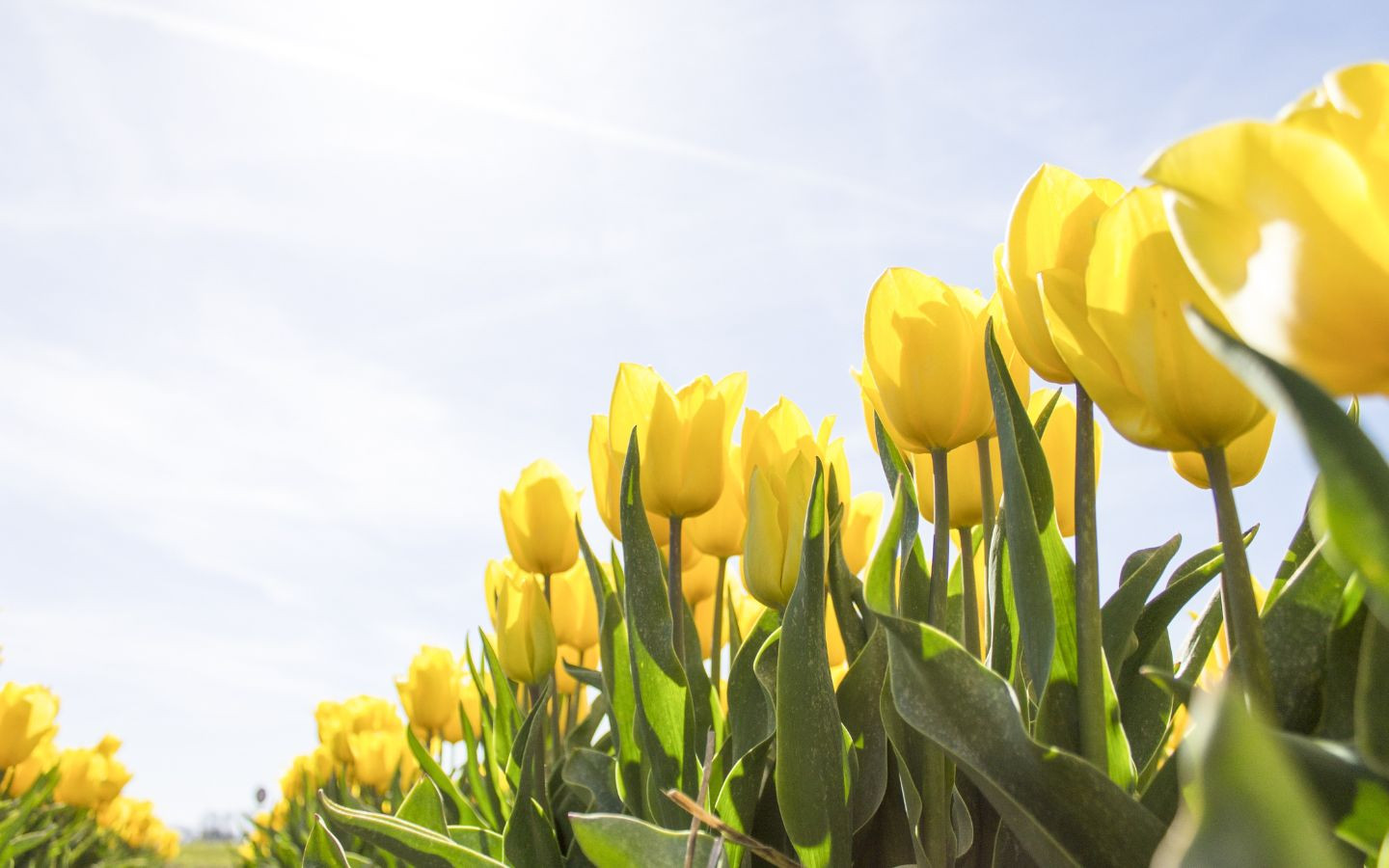 Tulip vàng rực rỡ dưới nắng hè