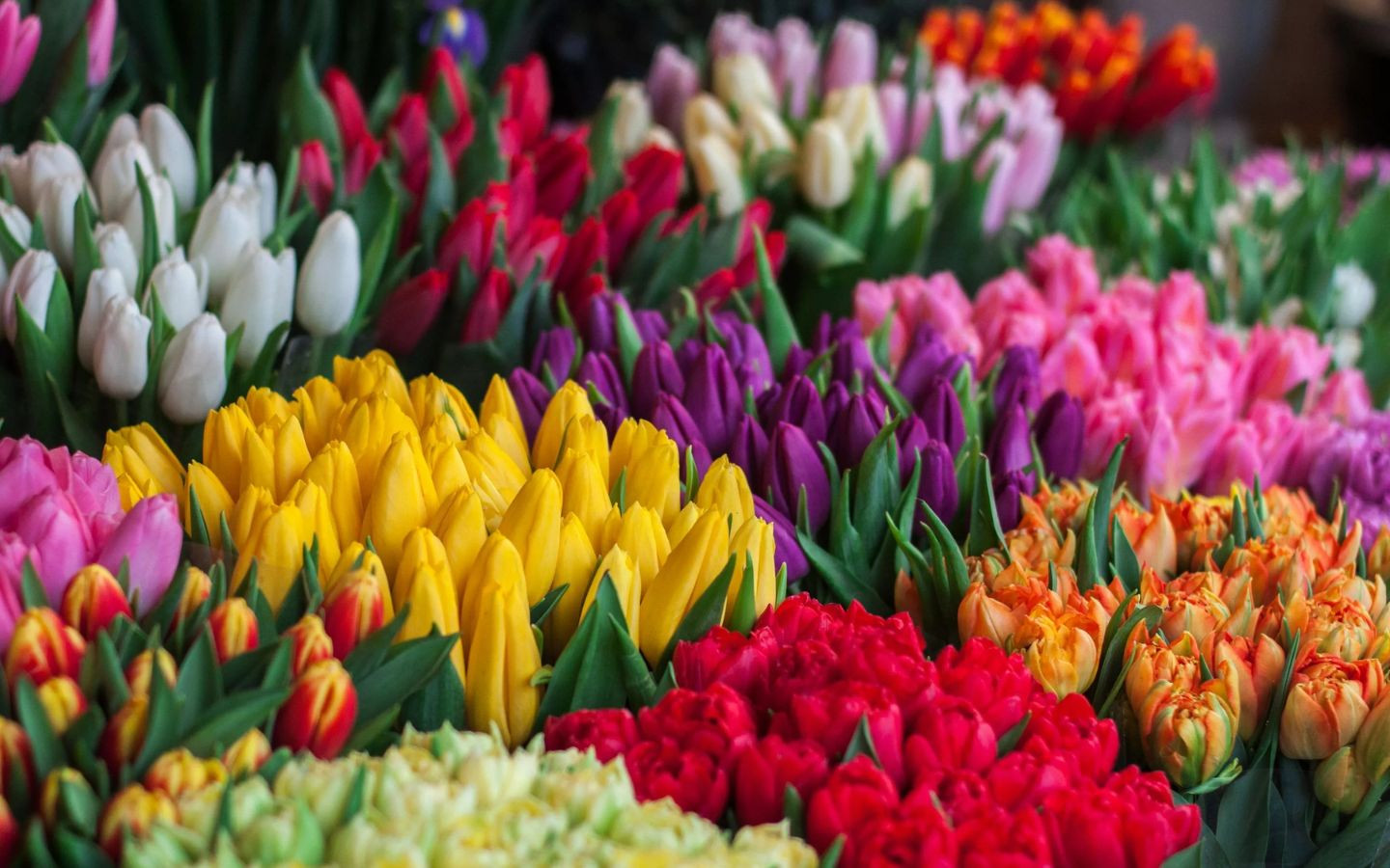 Vườn tulip muôn màu, rực rỡ