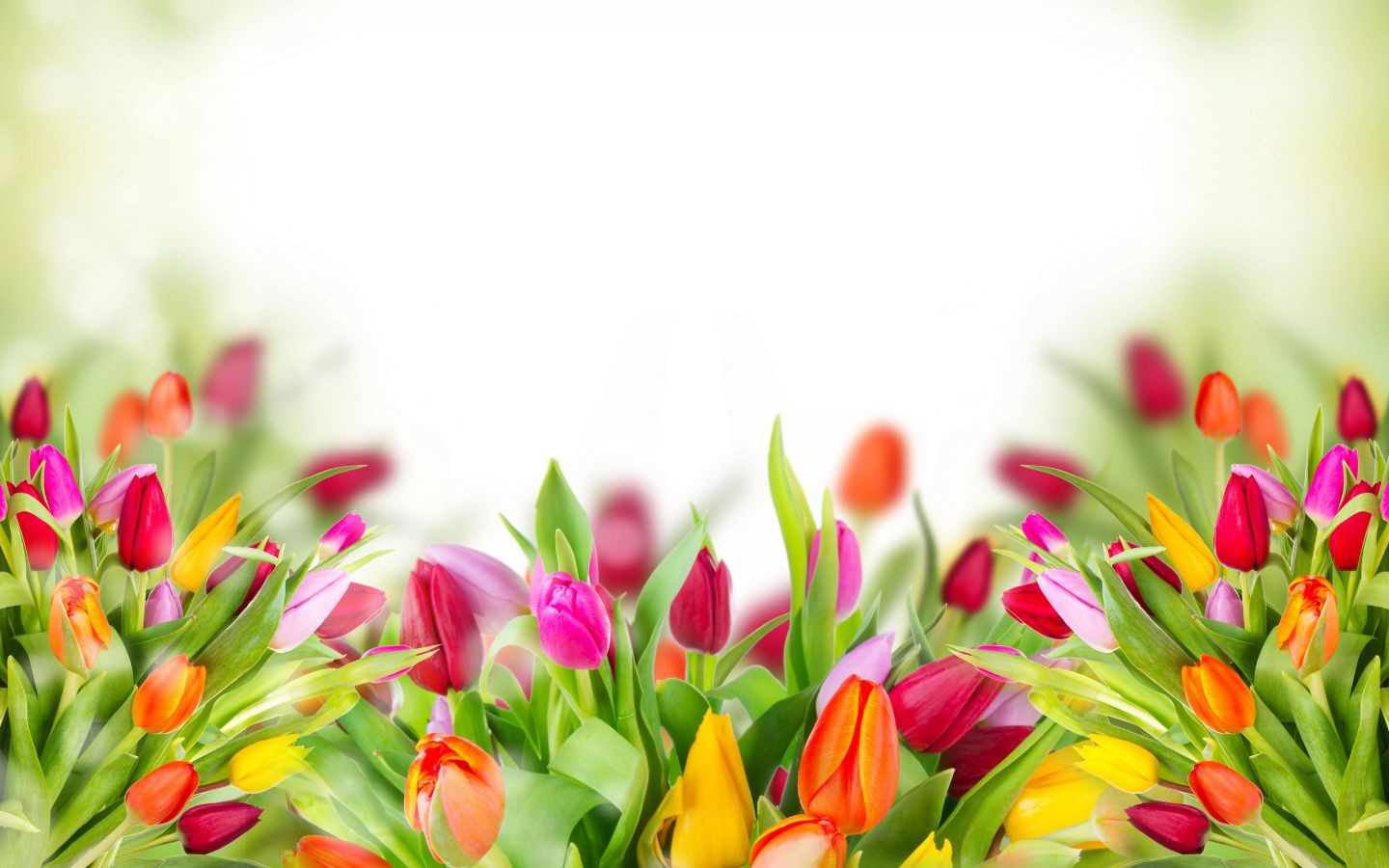 Tulip khoe sắc tươi đẹp
